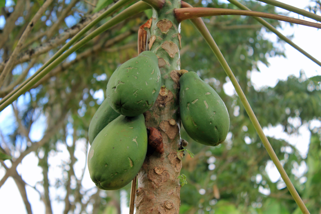 Superfoods: Papaya | Papayabaum1
