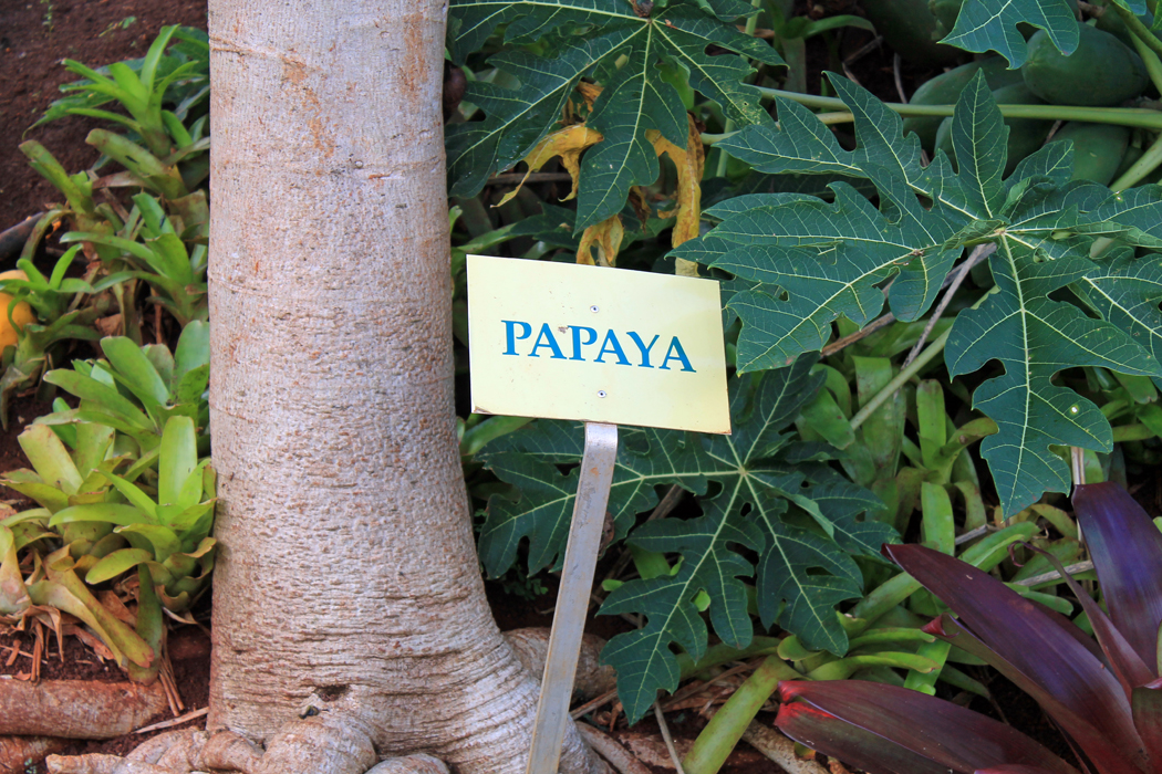 Papayabaum2