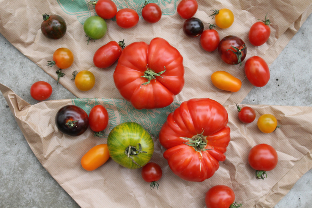 Bunte Tomaten