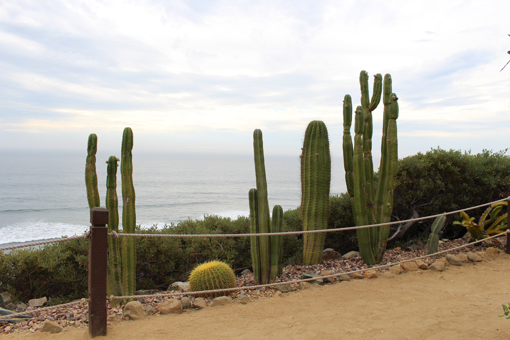 meditation-garden-encinitas11