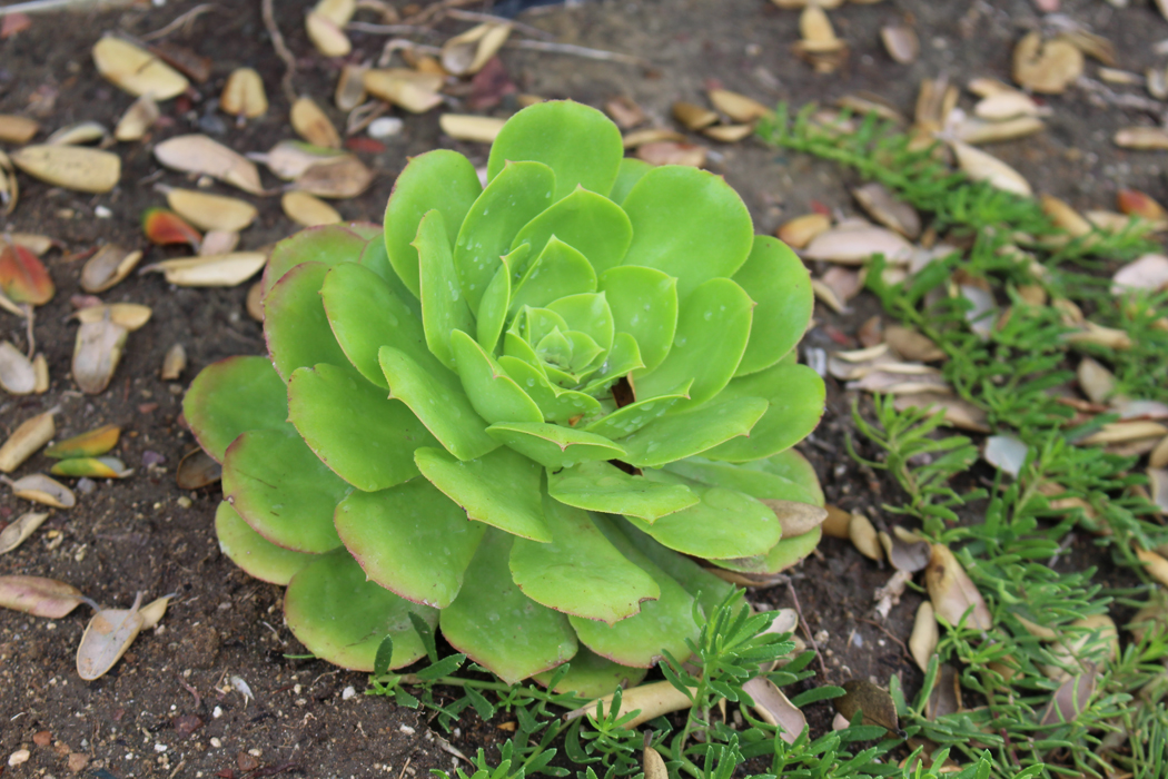 meditation-garden-encinitas12