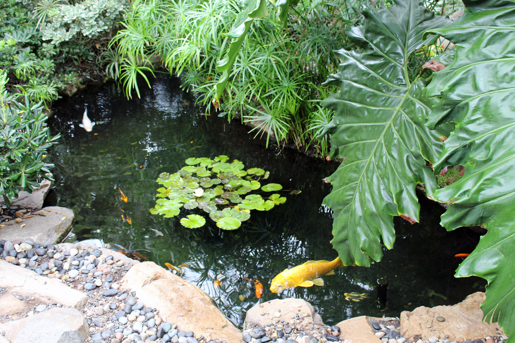 meditation-garden-encinitas15