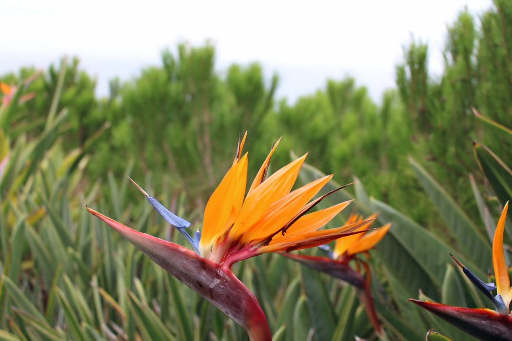 meditation-garden-encinitas17