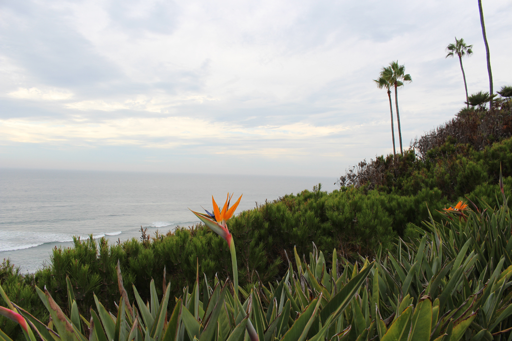 meditation-garden-encinitas19