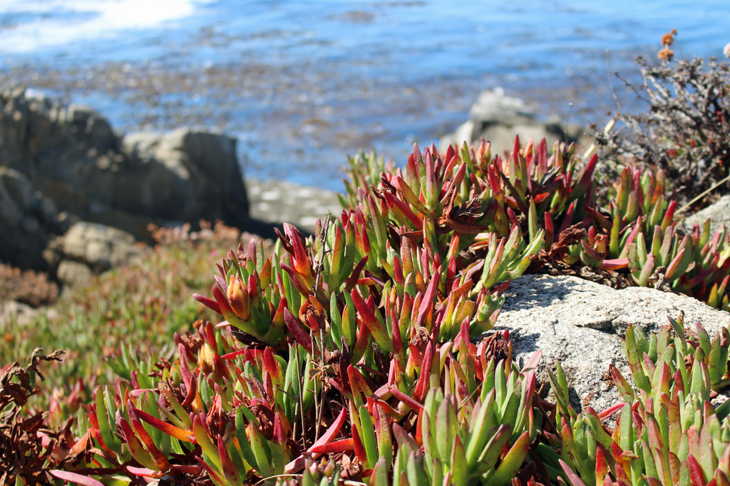 big-sur05