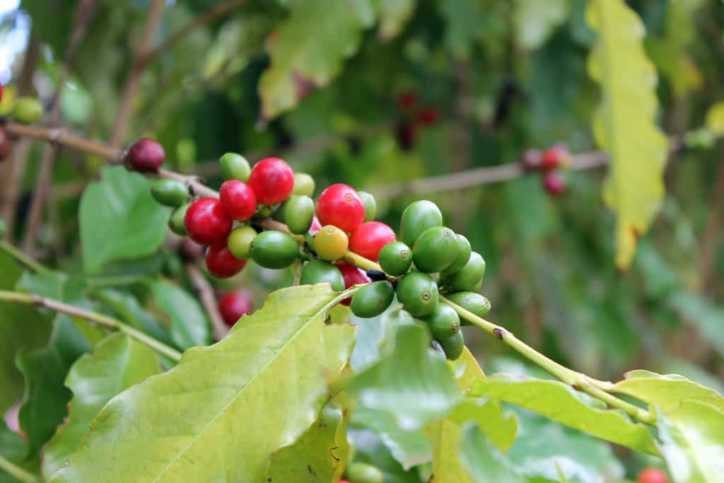 Kona Kaffeebohnen