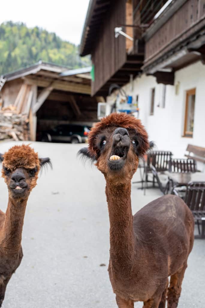 Retreat im Bio-Hotel Stanglwirt