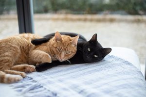 Mallorca Retreats Cal Reiet Katzen